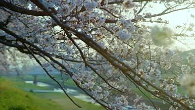 春风中摇曳的樱花视频的预览图